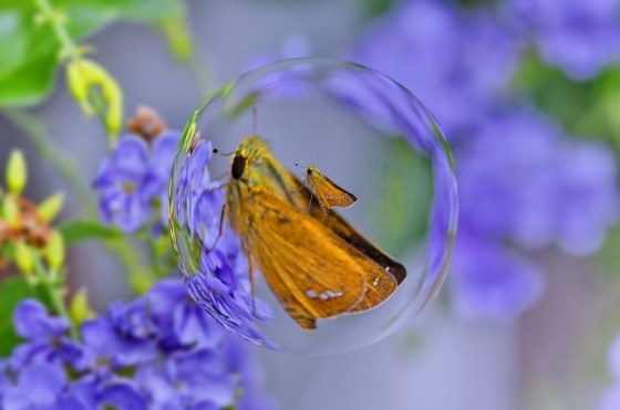 DSC_2181ｰ親子蝶の球.jpg