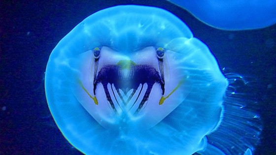 P1010699ー顔クラゲ1.jpg