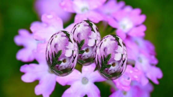 P2200053ｰ花の卵