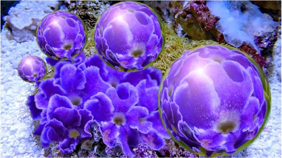 P1020100ｰ紫の真珠