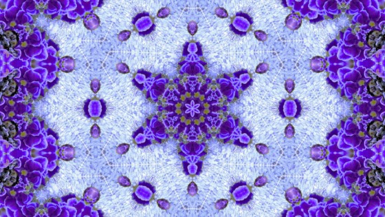 P1020100ｰ紫の真珠-2