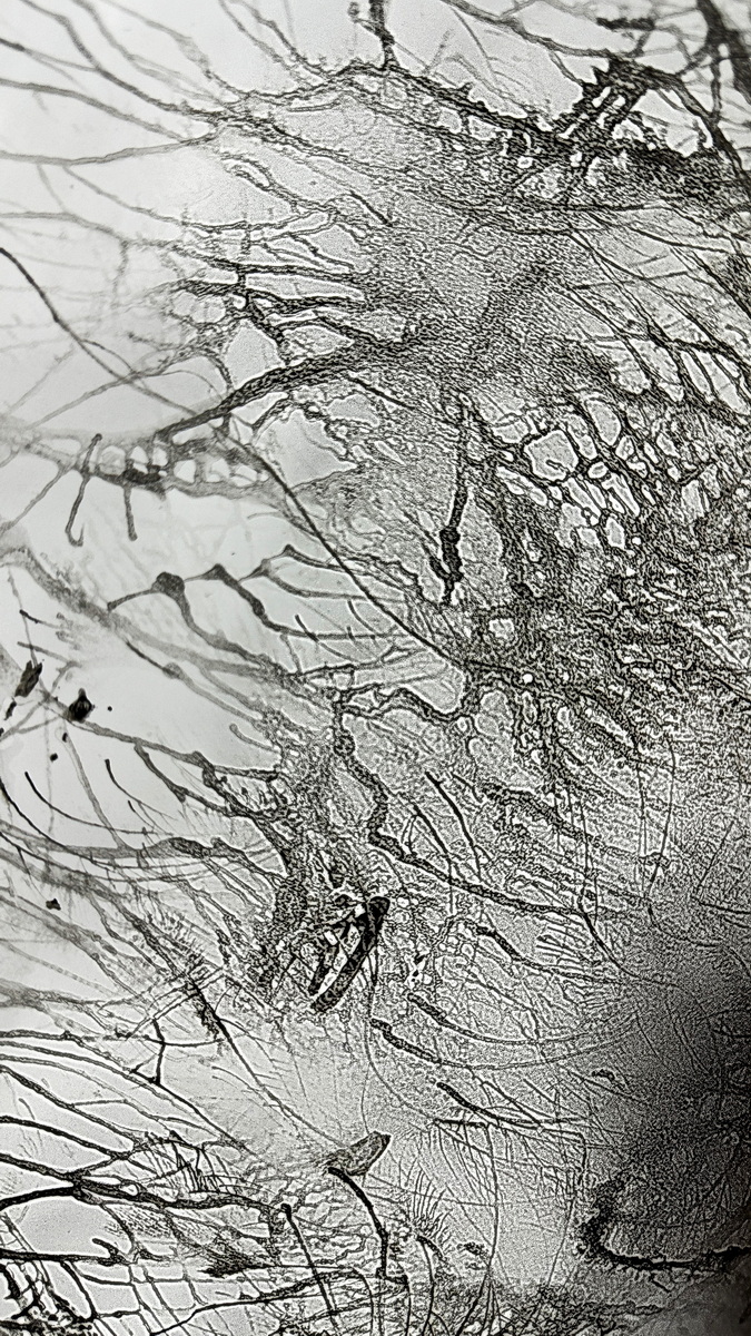 水墨画 artjp_bk-025b